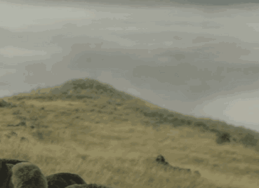 微信图片_20181107172701.gif